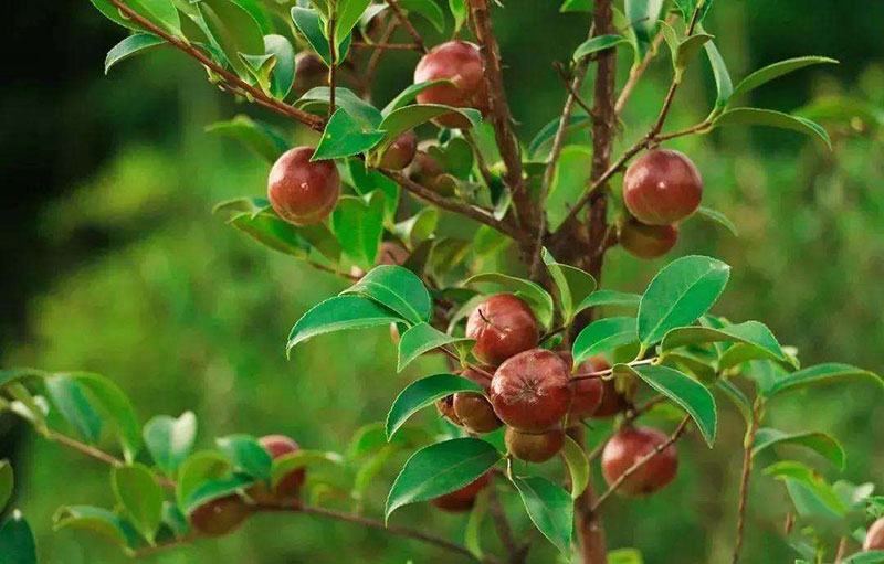 湖北恒貿(mào)茶油有限公司 湖北恒貿(mào)茶油有限公司