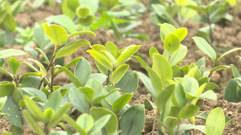 山茶油的化學(xué)鑒別及感官鑒別方法 山茶油廠家